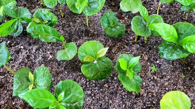 Close-Up of Young Green Coffee Seedlings Sprouting in Soil
