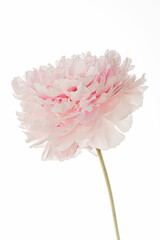 Naklejka premium Soft pink peony blooms gracefully in delicate light during a serene spring afternoon