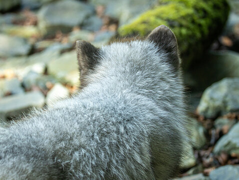 Renard polaire