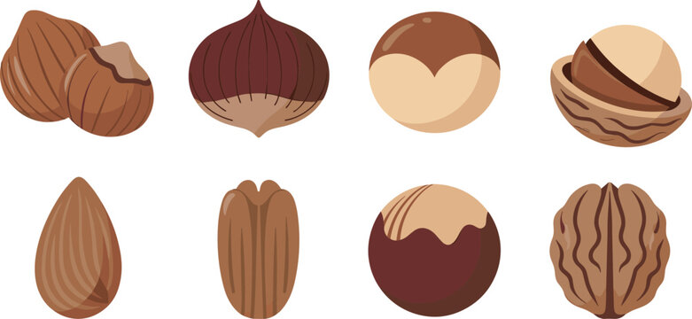 Flat vector illustration set of various nuts and seeds including walnut almond hazelnut macadamia and chestnut for healthy food