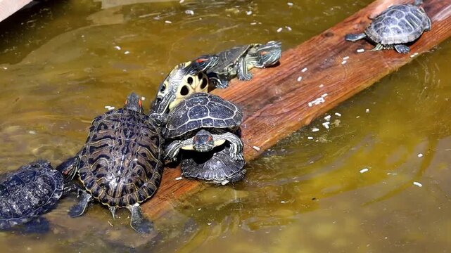 A group of turtles swims in clear zoo water against a bright blue sky. Natural lighting highlights shell textures, creating a peaceful and harmonious wildlife atmosphere. 