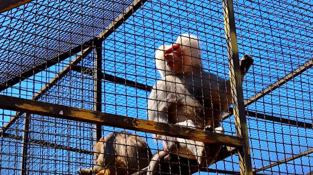 A pensive baboon sits behind a metal mesh fence in a zoo enclosure. The animal observes its surroundings closely, showcasing natural behavior in captivity.