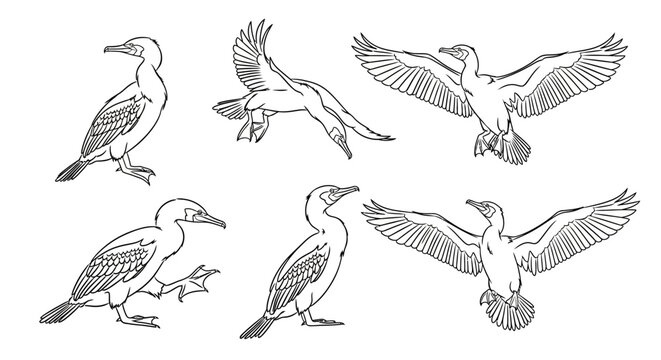Cormorant Bird Set in Various Poses, Detailed Hand-Drawn Sketch