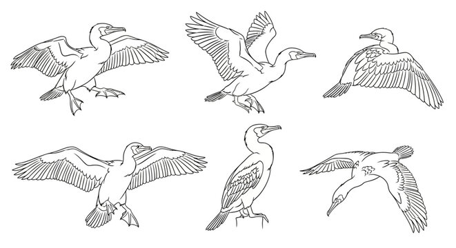 Cormorant Bird Line Art Collection in Various Flying and Standing Poses