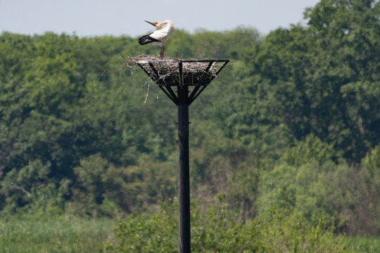Oriental White Stork clattering on artificial nest tower
