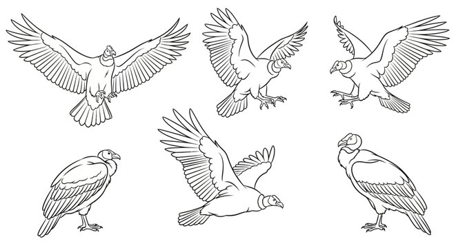 Andean Condor Set, Hand-Drawn Sketch Collection in Various Poses
