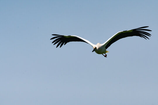 Oriental White Stork flying
