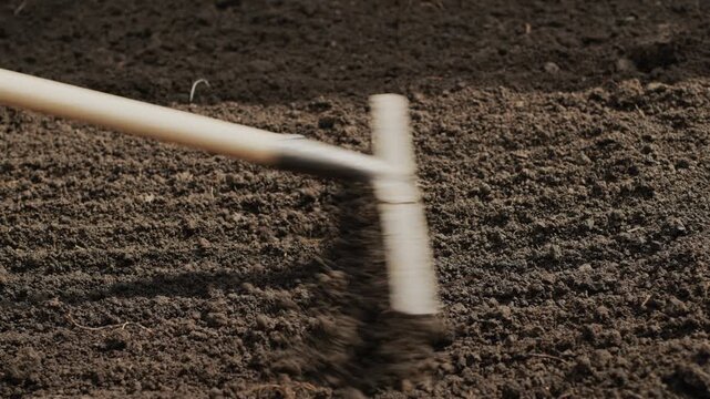 Gardener raking soil with garden tool preparing bed for planting seeds or seedlings close-up motion.