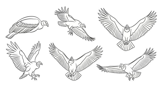 Andean Condor Set in Various Flying Poses, Hand-Drawn Illustration