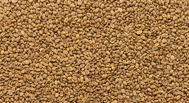 Abundant pile of small, oval shaped cumin seeds with a light brown to tan color creating a dense textured background for culinary or agricultural themes
