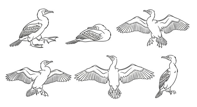 Set of Cormorant bird line art illustrations in various poses