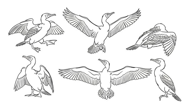Cormorant Bird Sketches in Various Poses for Nature Illustration
