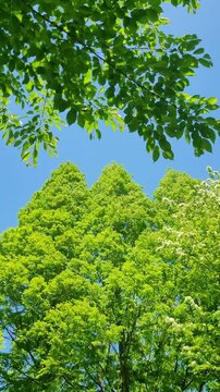 metasequoia tree branches and leaves rustling dynamically in the breeze