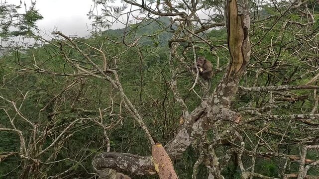 Macaca fascicularis (Monyet kra, long tailed macaque, monyet  pemakan kepiting, crab eating monkey) is eating banana.