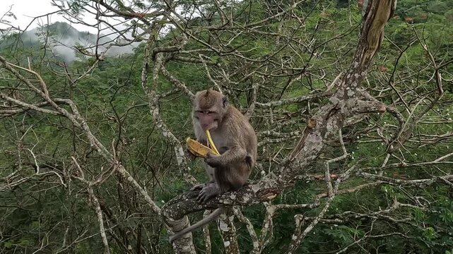 Macaca fascicularis (Monyet kra, long tailed macaque, monyet  pemakan kepiting, crab eating monkey) is eating banana.