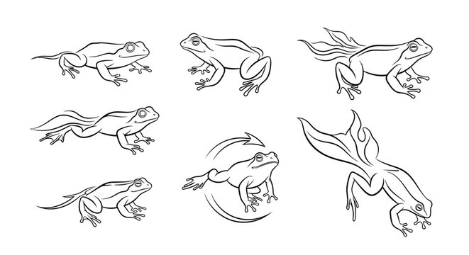 Frog life cycle sketches showing metamorphosis in black and white