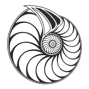 Black and white nautilus shell spiral design