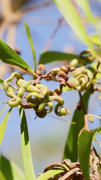 Close Up of Twisted Acacia Tree Seed Pods and Green Leaves