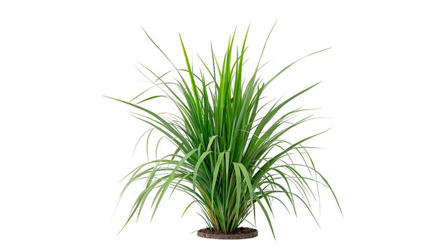 Green potted grass plant  acorus calamus for home interior decor and natural greenery environment design concepts isolated on transparent background