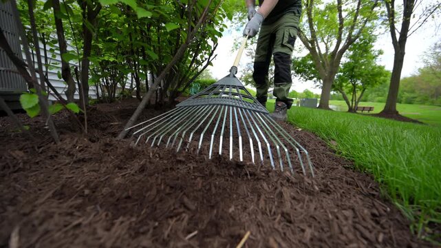Landscaper raking fresh mulch around bushes in residential garden. Lawn care and yard maintenance work in suburban backyard during spring season.