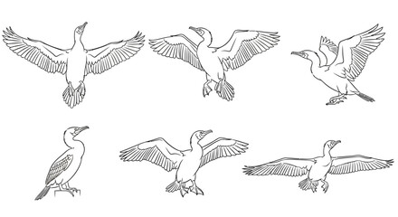 Obraz premium Cormorant Bird Line Art Illustrations in Various Dynamic Poses