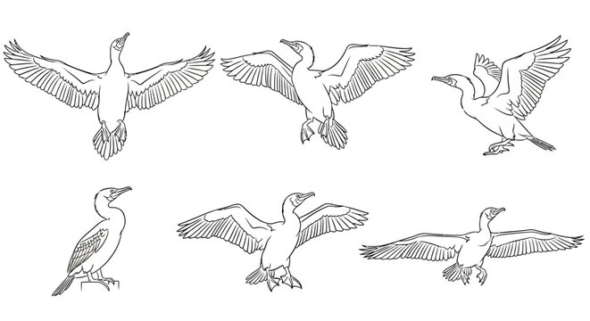 Cormorant Bird Line Art Illustrations in Various Dynamic Poses