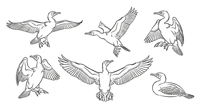 Set of cormorant sketches in various poses, hand-drawn vector art