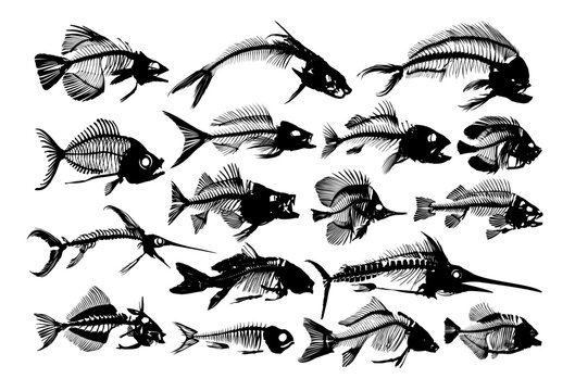 A big Set Skeletons of predatory sea fishes.

