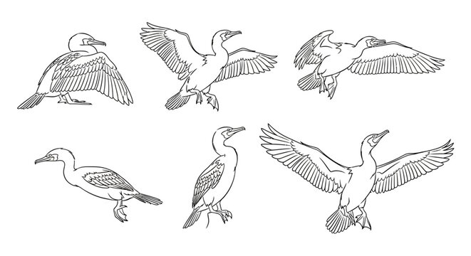 Set of cormorant bird sketches in various flying and standing poses