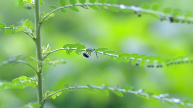 Tiny Insect Crawling Along Tropical Stem