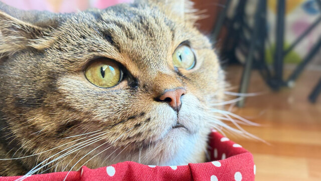 The attentive gaze of a Felis catus cat peeking out of a red polka-dotted box.