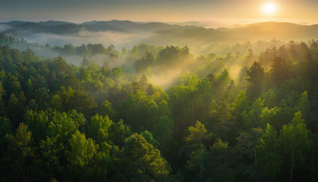 World Environment Day A Breathtaking Aerial View of a Lush Green Forest Bathed in the Warm Glow of Sunrise