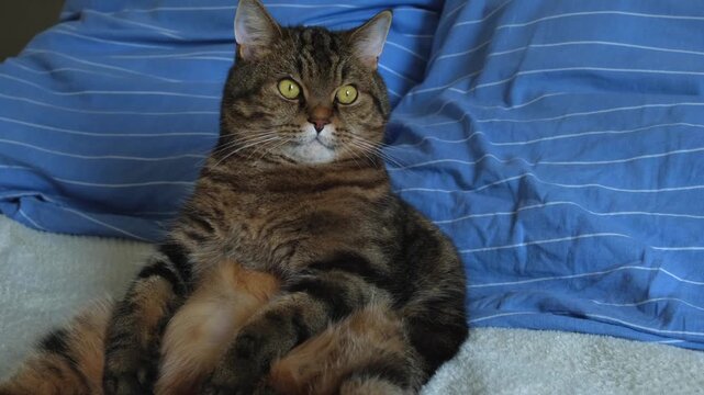 Cat (Felis catus). Portrait of a cat sitting upright on a blanket. Close-up video footage with an expressive look.