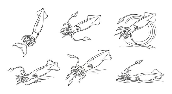 Hand-drawn squid collection in various swimming poses on white