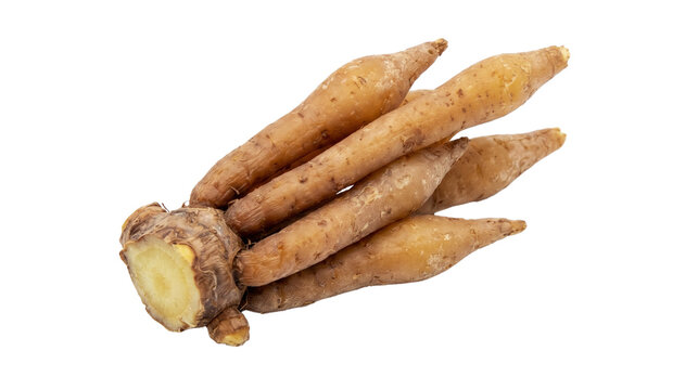 Fresh Fingerroot Rhizome Cluster Isolated on transparent Background