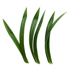 Fototapeta premium Fresh green pandan leaves isolated on transparent background