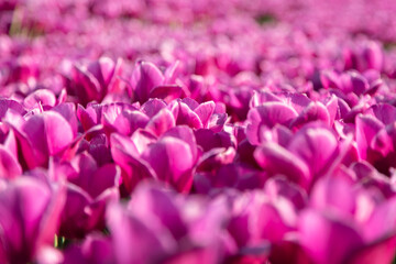 Obraz premium Spring field of purple tulips with green stems and bright natural light