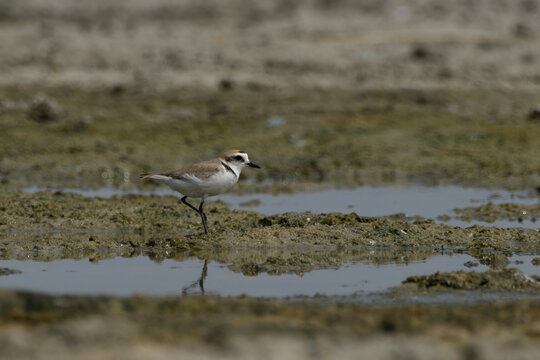 Kentish Plover on mudflat near Nalsarovar, Gujarat