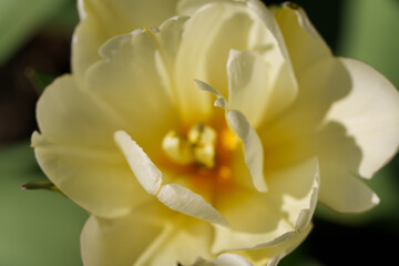 Obraz premium A tulip flower in soft focus with a beautiful bokeh effect. Spring season, captured in natural sunlight. Includes copy space for text, suitable for greeting cards, wallpapers, and desktop backgrounds.