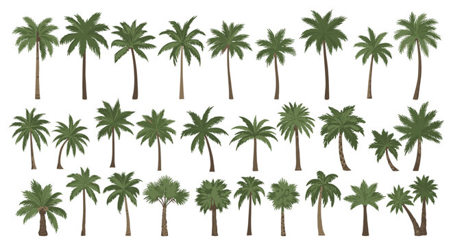 Large collection of diverse palm tree species is presented in a systematic grid layout suitable for tropical landscape design and botany study.