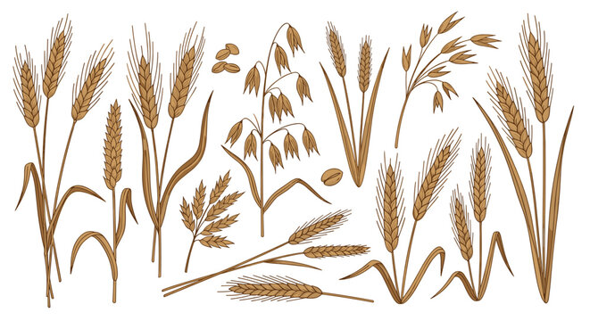 Detailed botanical illustrations showcase various cereal crops like wheat, barley, and oats in a hand-drawn style for agricultural education.