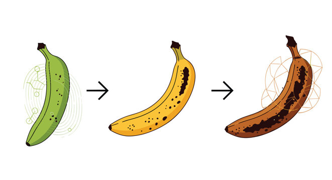 Scientific illustration showing three stages of a banana ripening from green and unripe to yellow and finally brown and overripe.