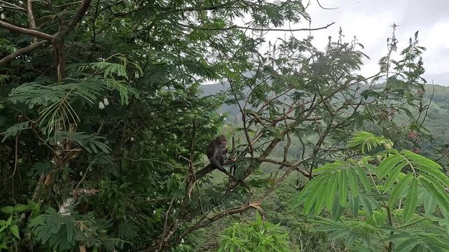 Macaca fascicularis (Monyet kra, long tailed macaque, monyet  pemakan kepiting, crab eating monkey) is eating banana.