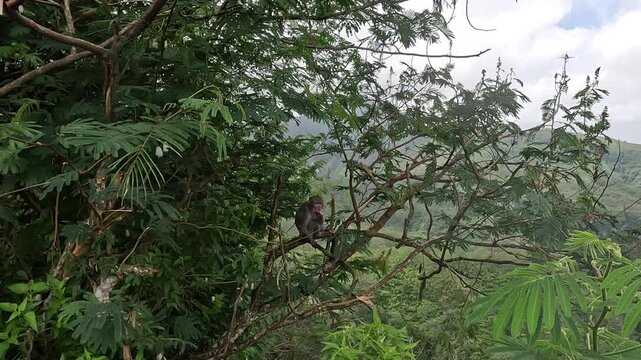 Macaca fascicularis (Monyet kra, long tailed macaque, monyet  pemakan kepiting, crab eating monkey) is eating banana.
