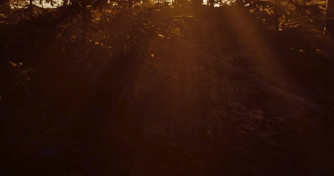A magical sunrise illuminates a misty forest clearing where young pine trees stand silhouetted against the warm golden glow of dawn light.