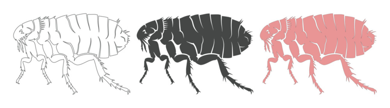 Flea vector illustration set, three detailed insect silhouettes in outline, solid black, and red, ideal for pest control, veterinary, and biology designs