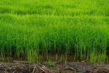 Obraz premium Green rice in the fields, soon ready for harvest.