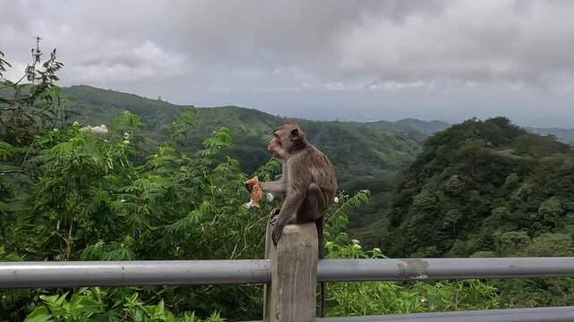 Macaca fascicularis (Monyet kra, kera ekor panjang, monyet ekor panjang, long tailed macaque, monyet  pemakan kepiting) is eating plastic