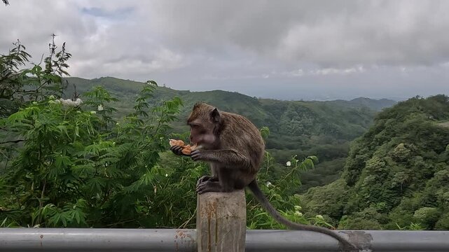 Macaca fascicularis (Monyet kra, kera ekor panjang, monyet ekor panjang, long tailed macaque, monyet  pemakan kepiting) is eating plastic
