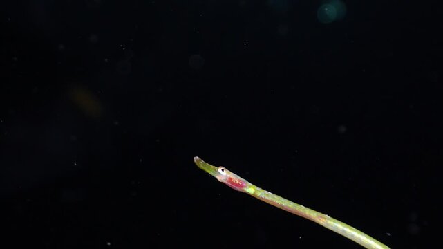 Close-up of a rare Nerophis ophidion pipefish drifting in the dark open ocean at night